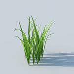 C4D植物模型