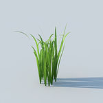 C4D植物模型