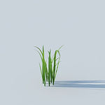 C4D植物模型