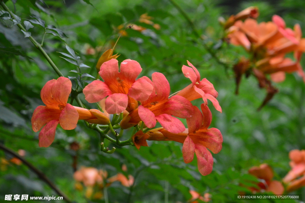 凌霄花