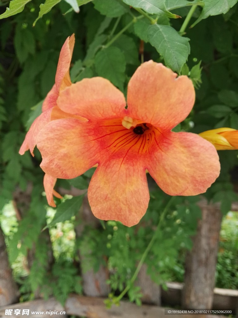凌霄花