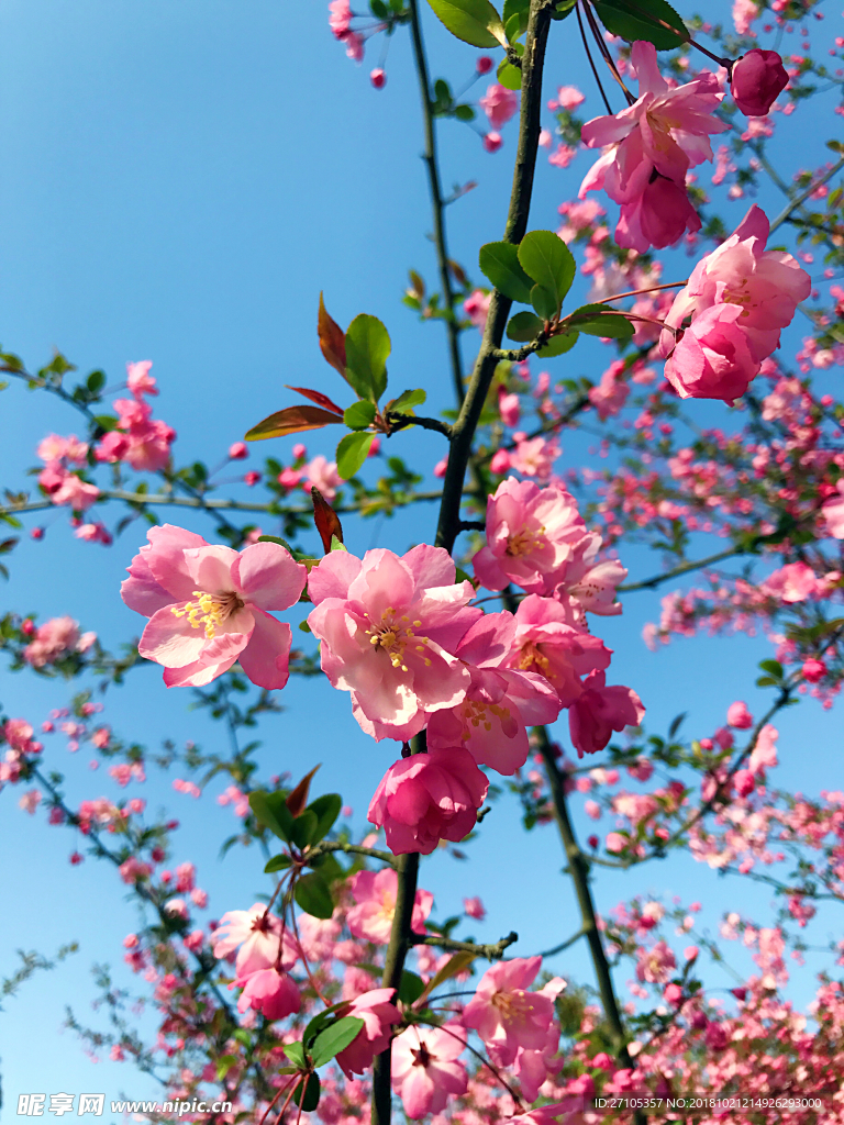 桃花