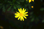 小黄花