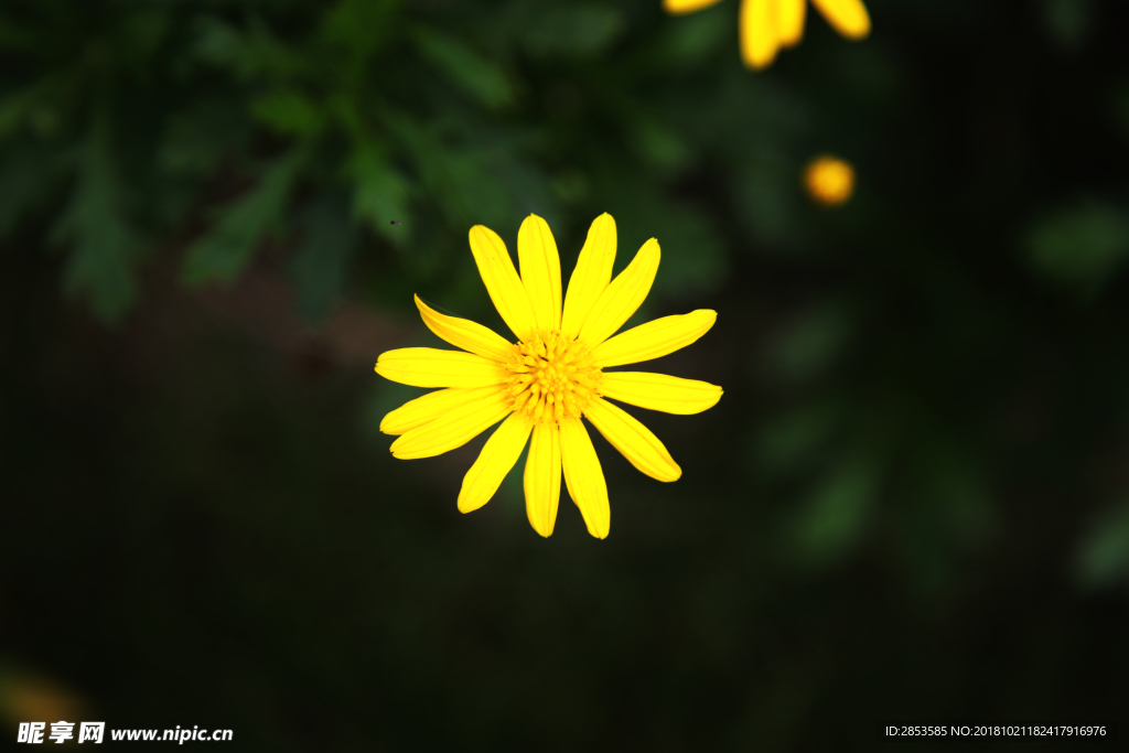 小黄花