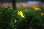 小黄花