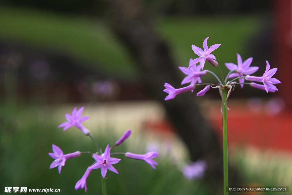 小紫花