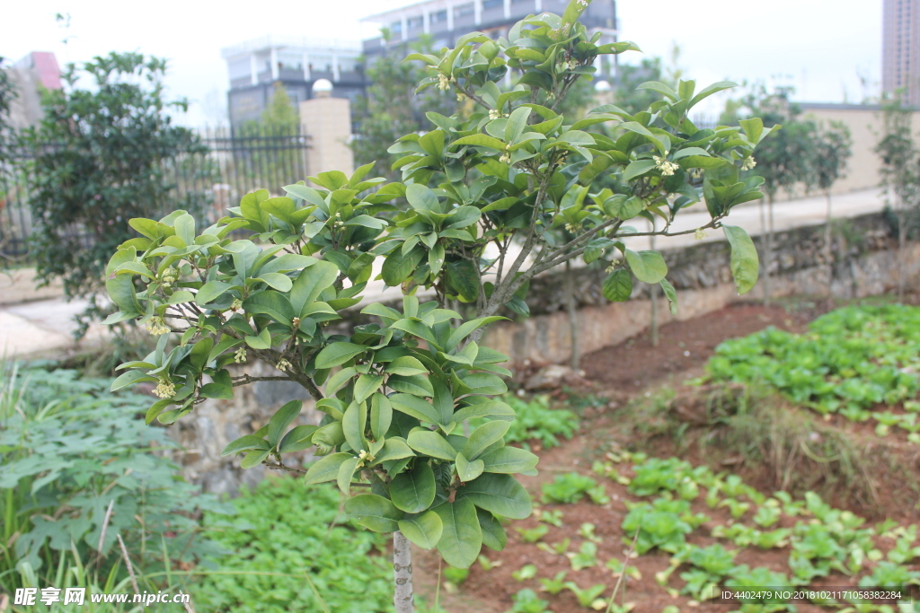 桂花树