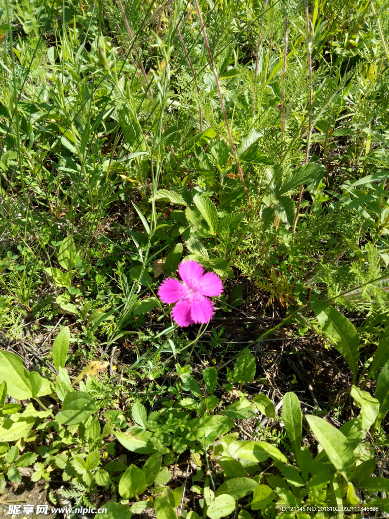 粉色的小花