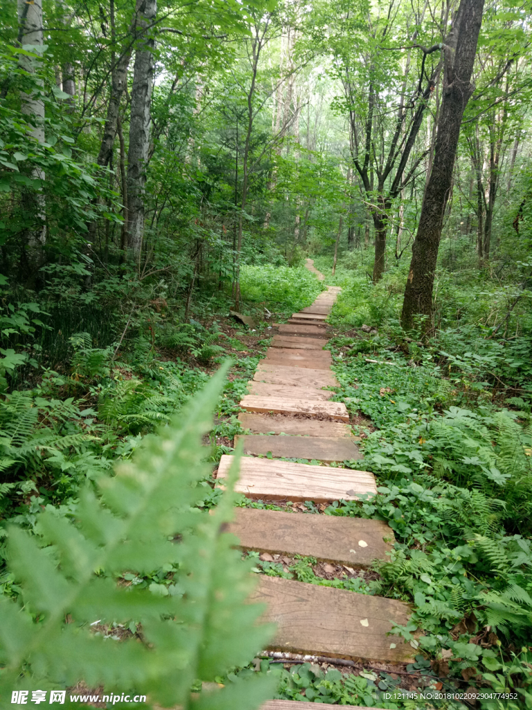 风景小路