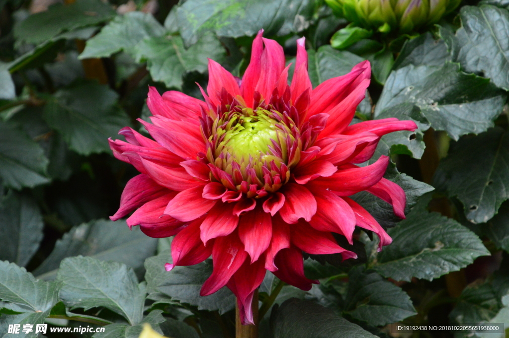 大丽花
