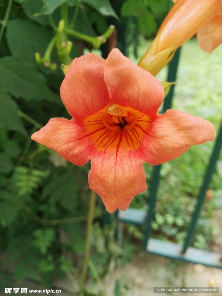 凌霄花
