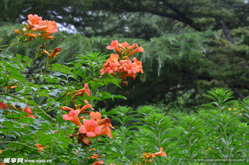 凌霄花