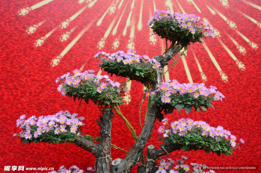 菊花