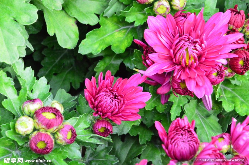 菊花