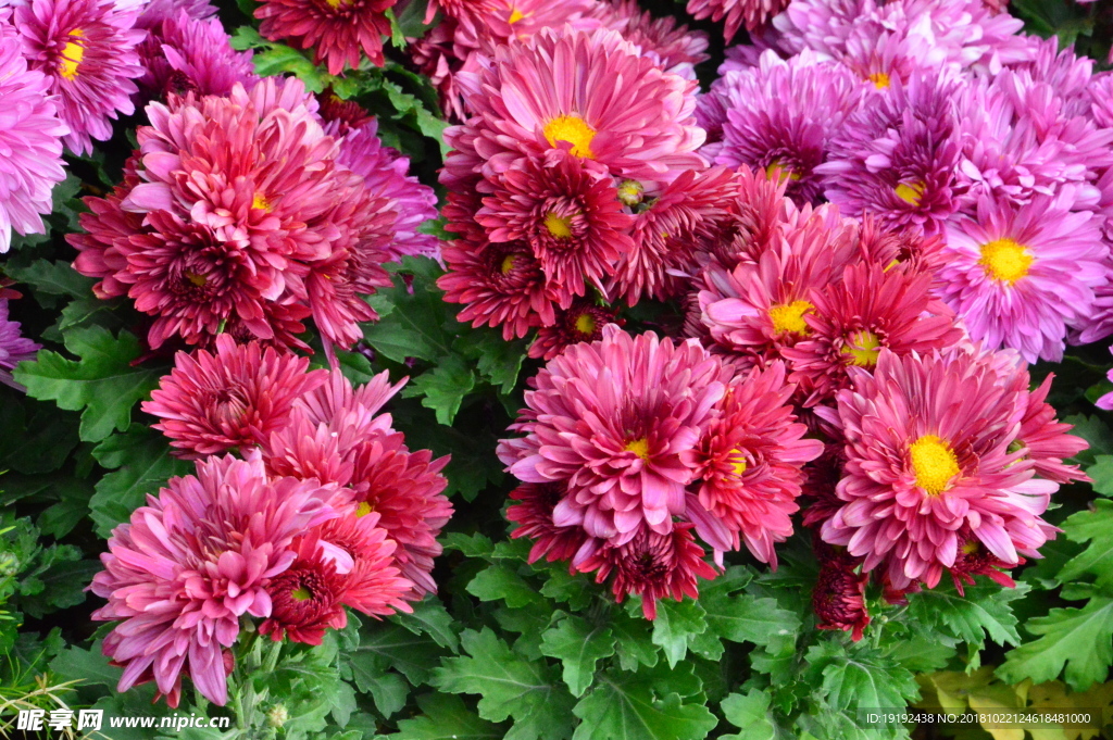 菊花