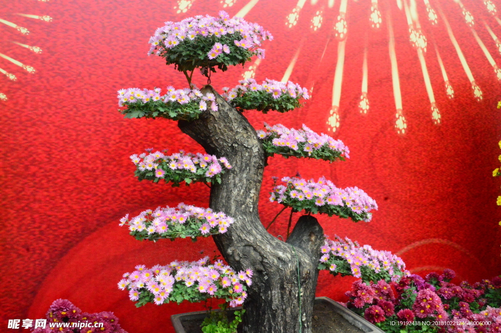 菊花