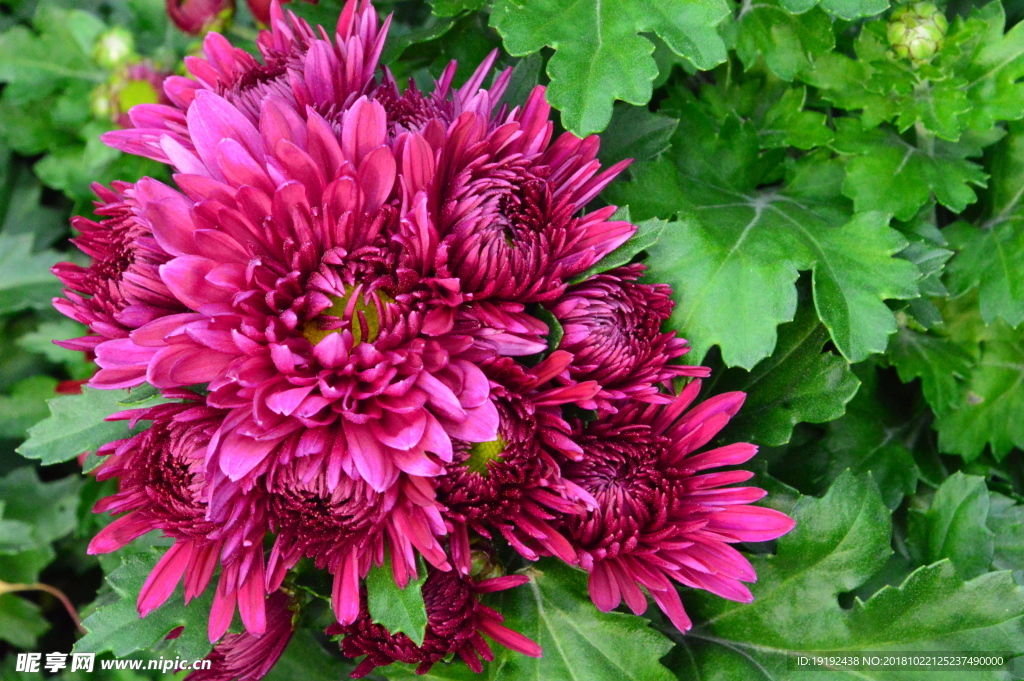 菊花