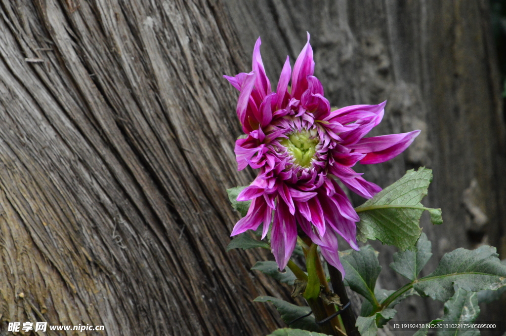 大丽花