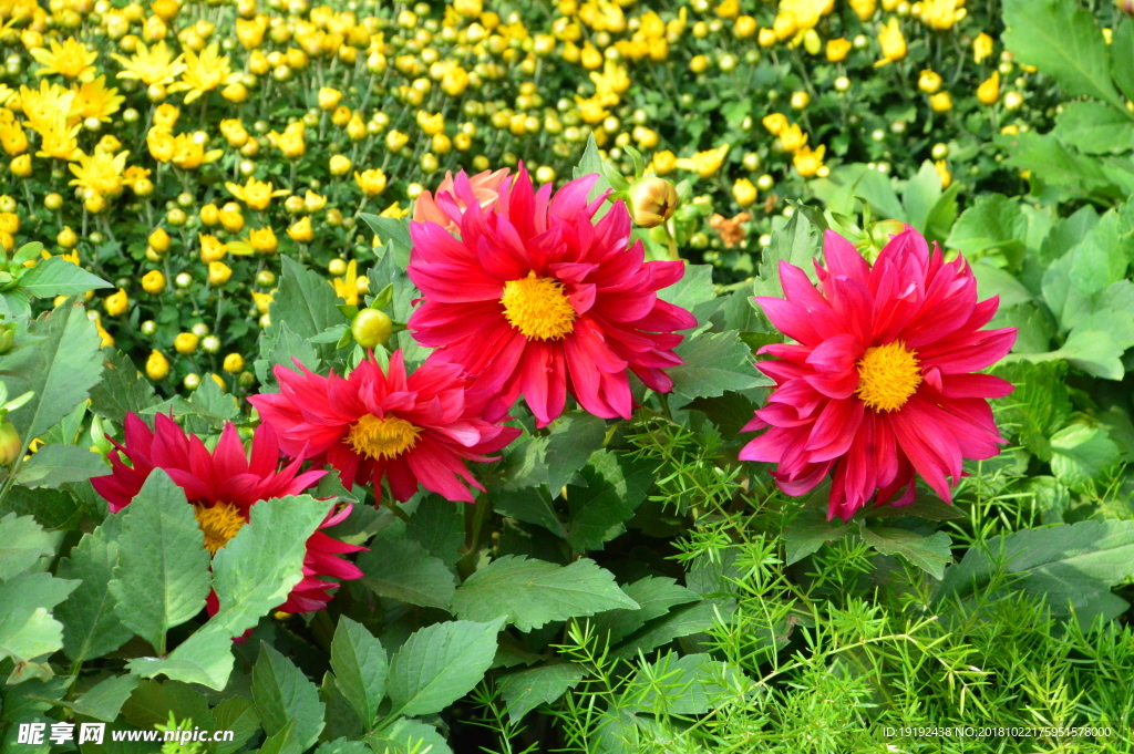 小丽花