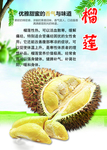 榴莲