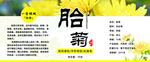 胎菊标签