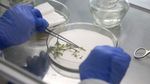 组培葡萄组培生物科研实验室组培