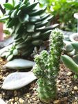 多肉植物仙人棒