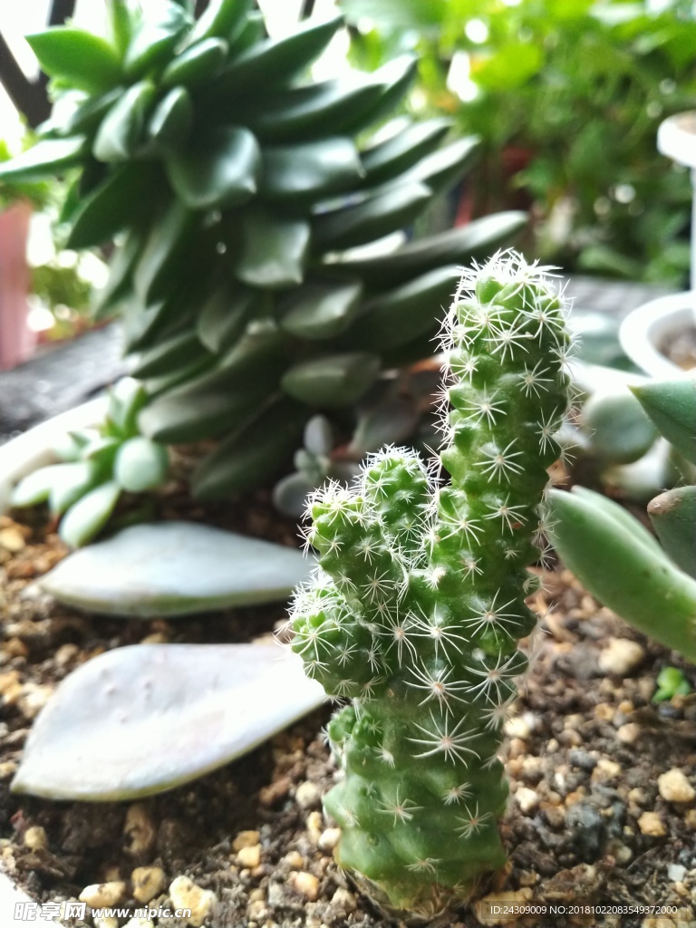 多肉植物仙人棒