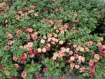 公园菊花