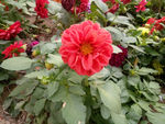 初秋红花 公园 花  初秋花朵