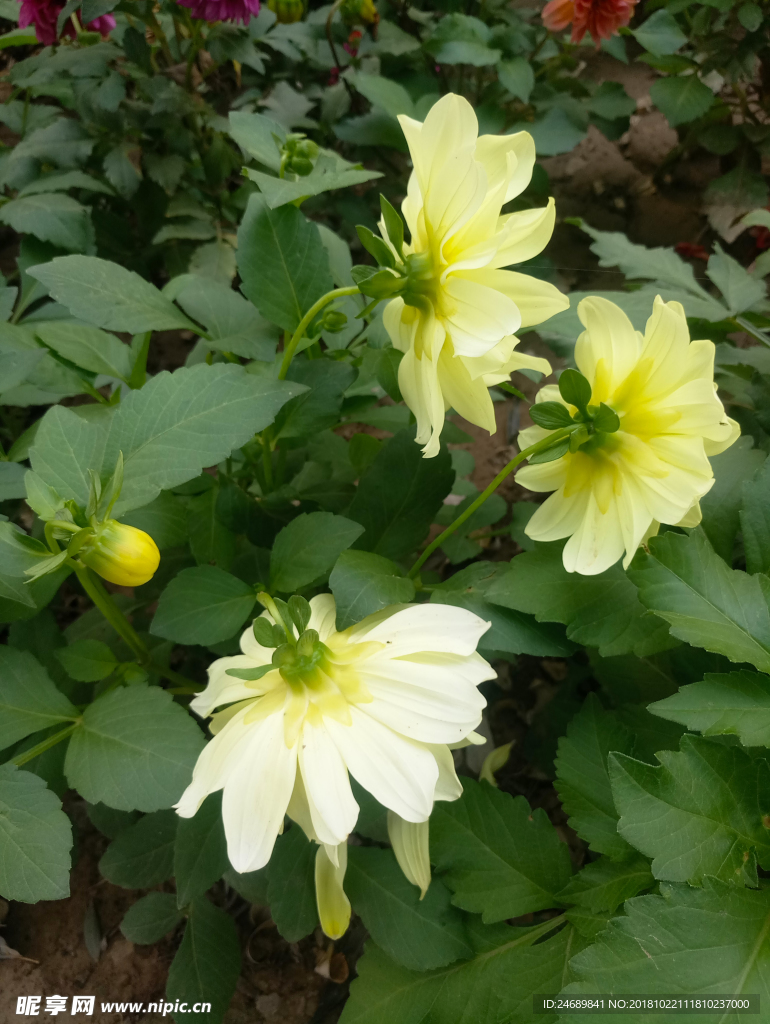 初秋黄花