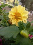 初秋黄花