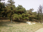 公园草地