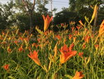 黄花