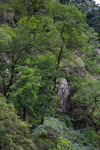 泰山