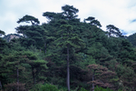 泰山