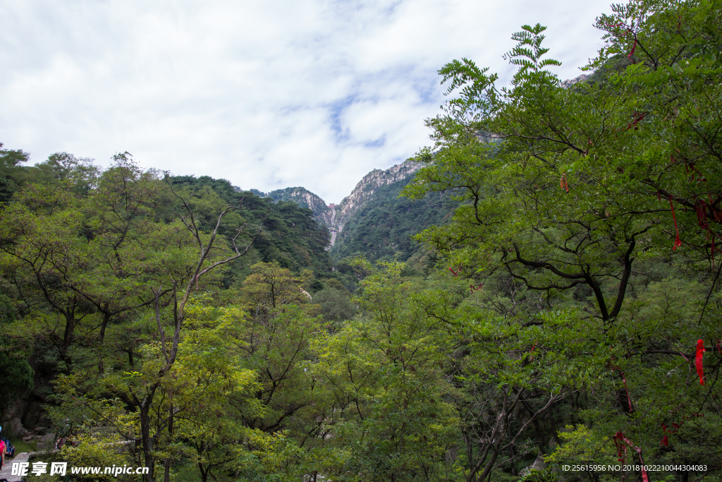 泰山