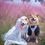 两只柴犬的幸福生活