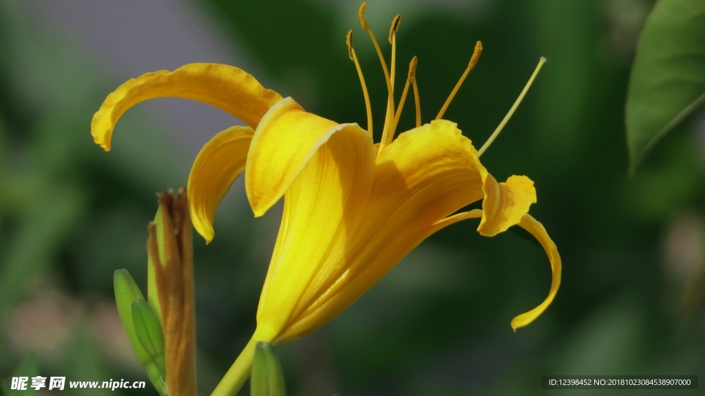 金针花