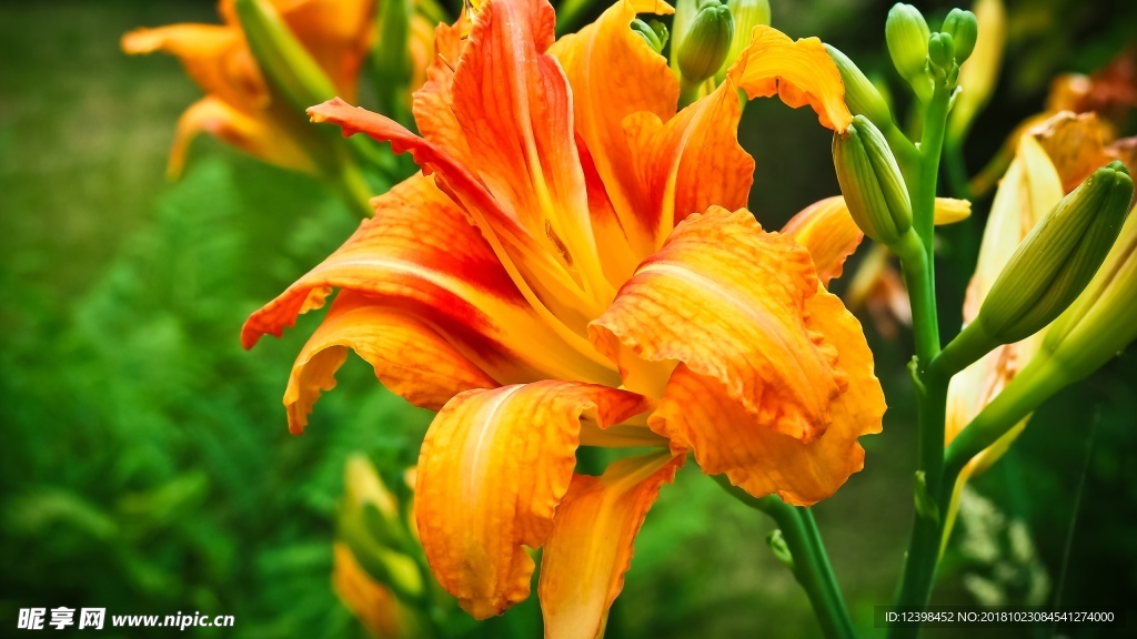 金针花