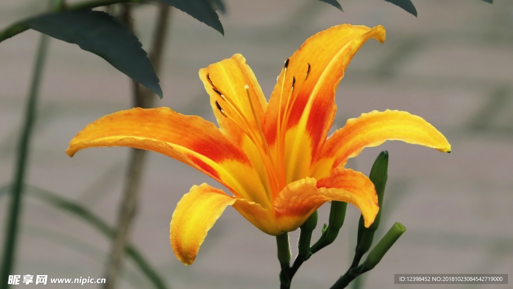 金针花