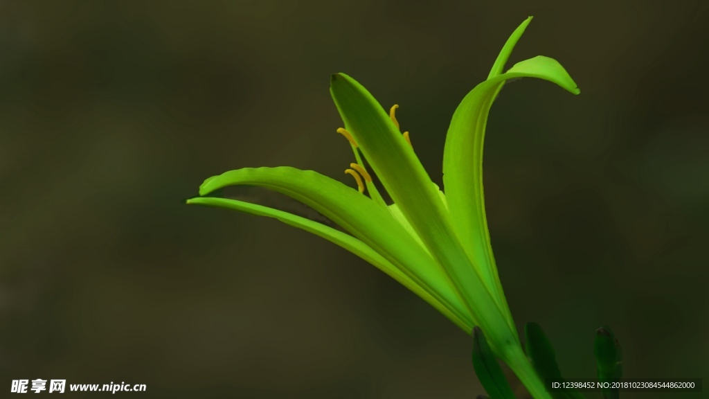 金针花