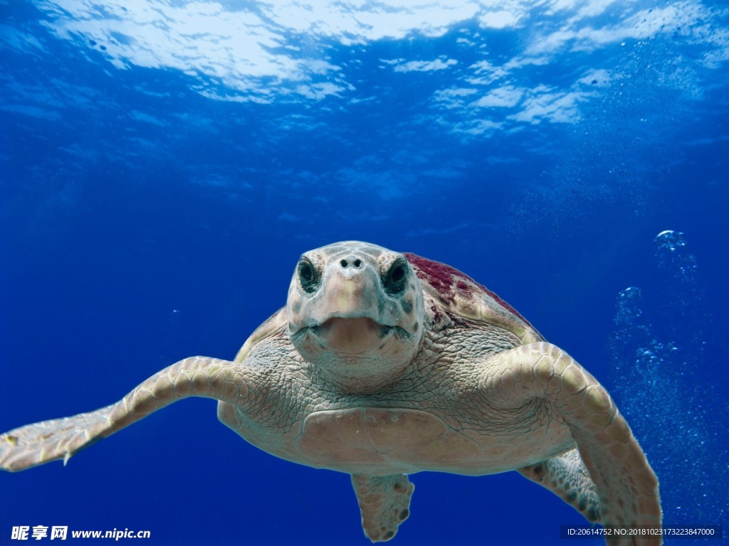 海中游泳的海龟