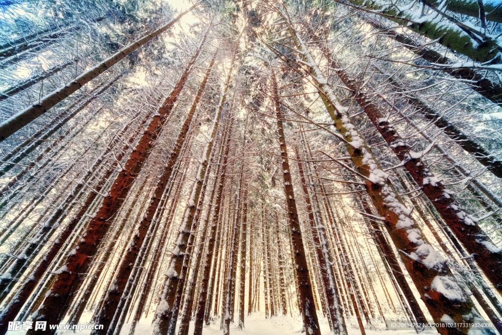 冬日里的树林美景