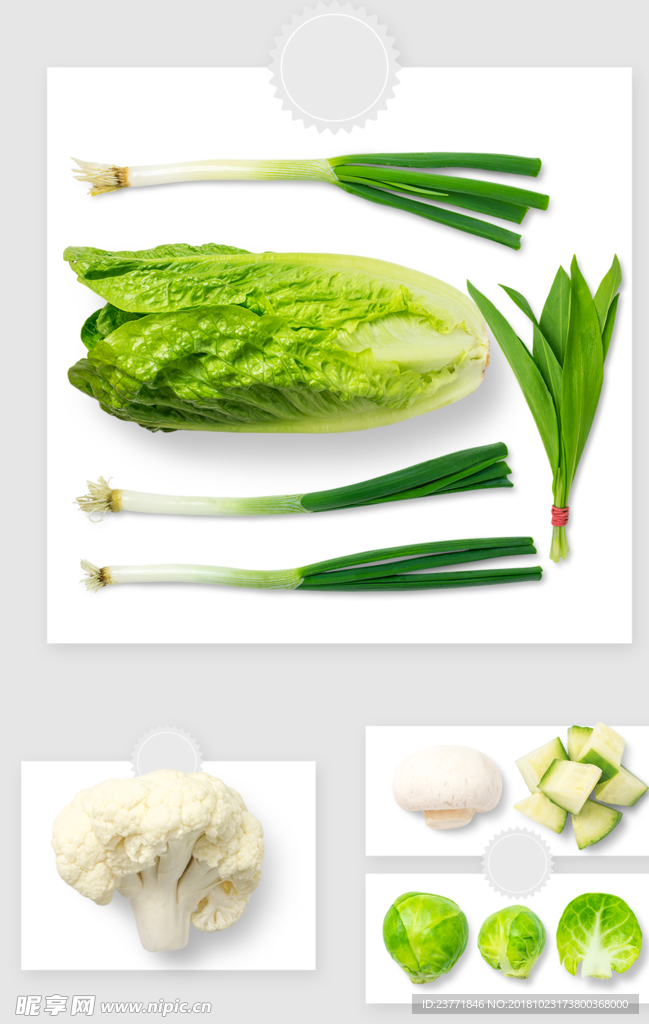 大白菜