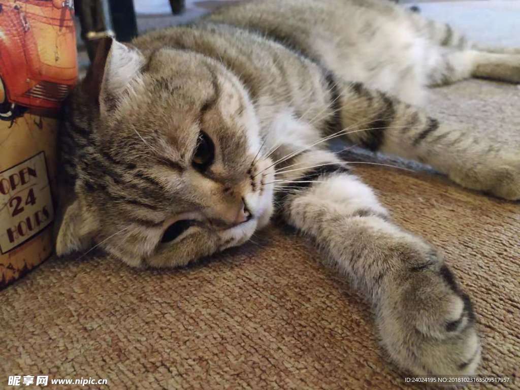 猫