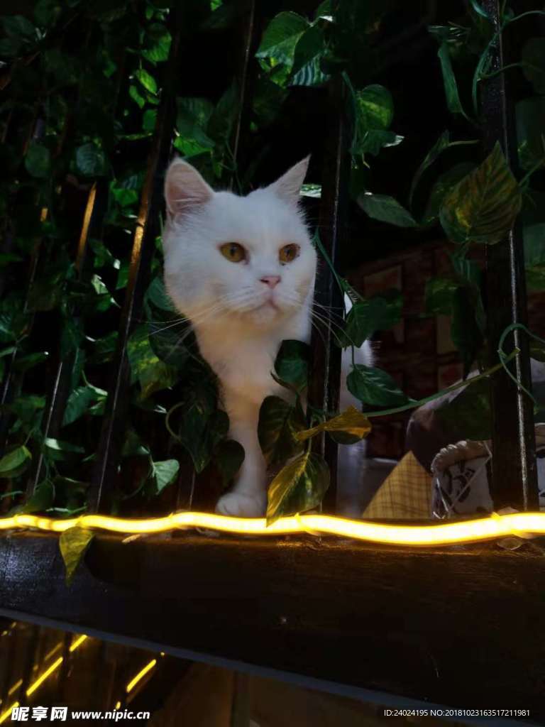 猫