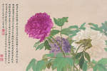 牡丹花