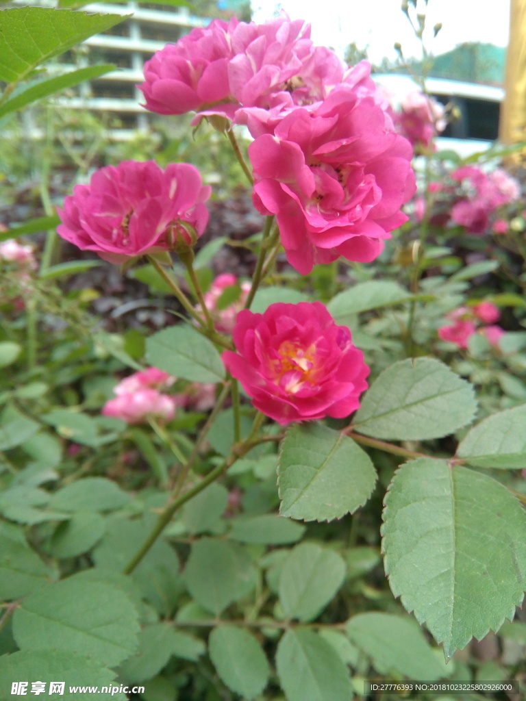 月计花