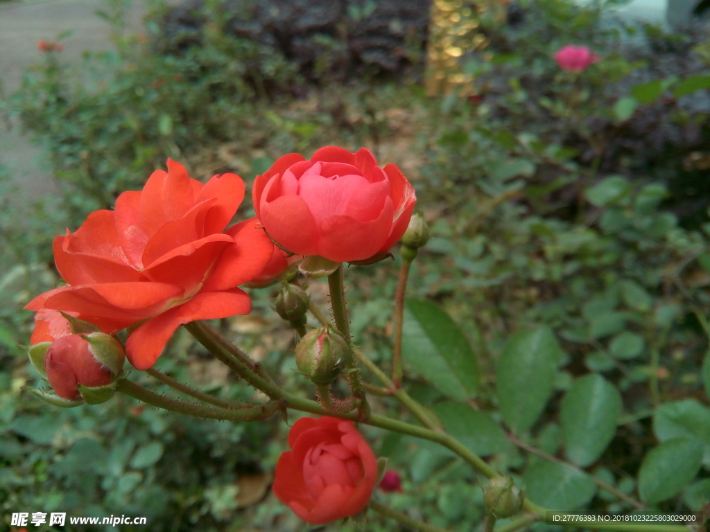 月季花